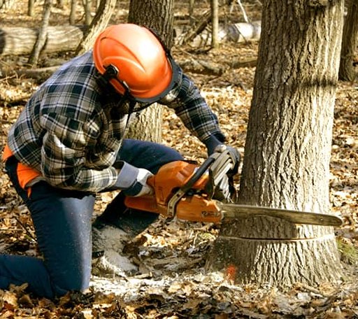 Tree Removal in Mulliken, MI